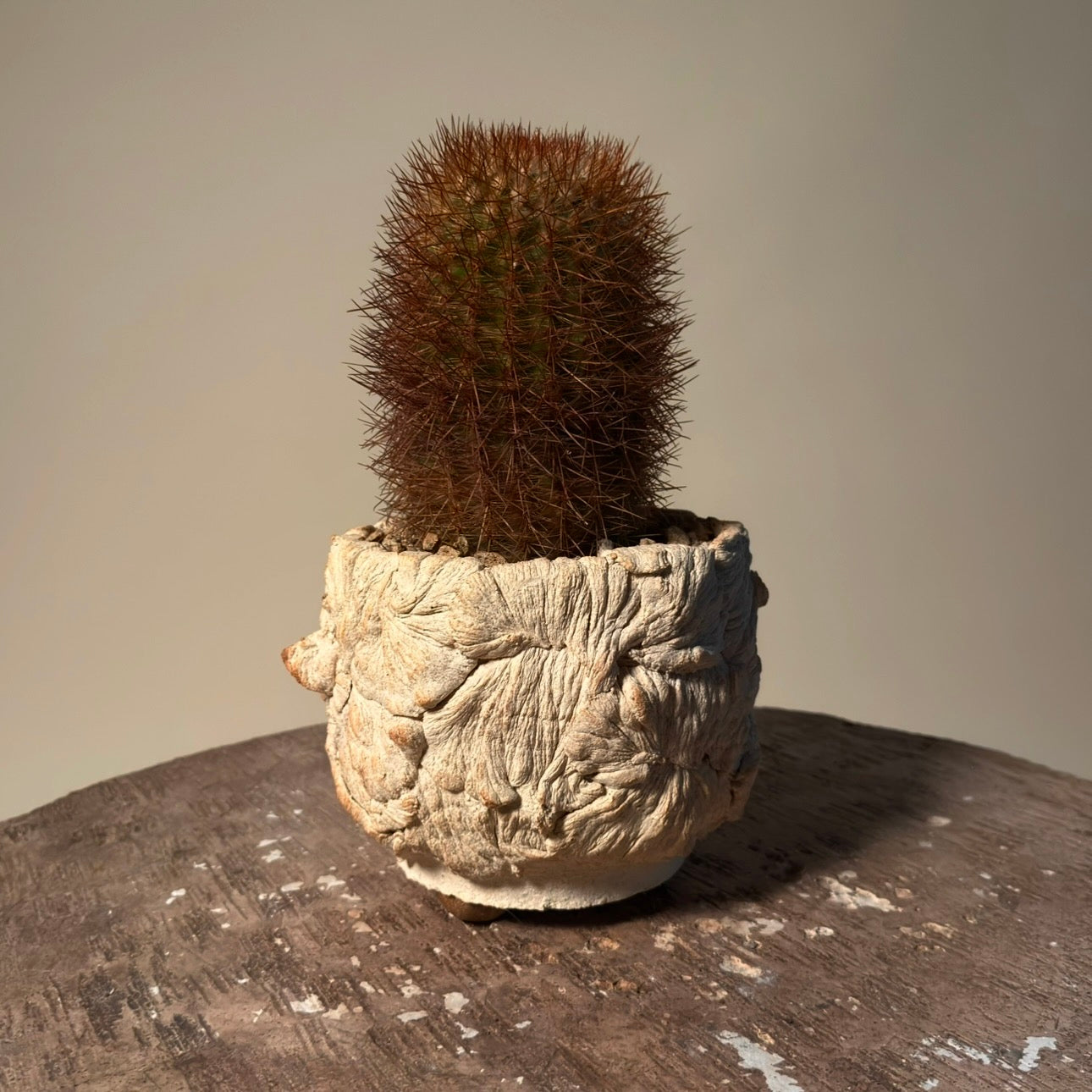 Parodia Aureicentra Cactus in Hand Crafted Ceramic Vessel