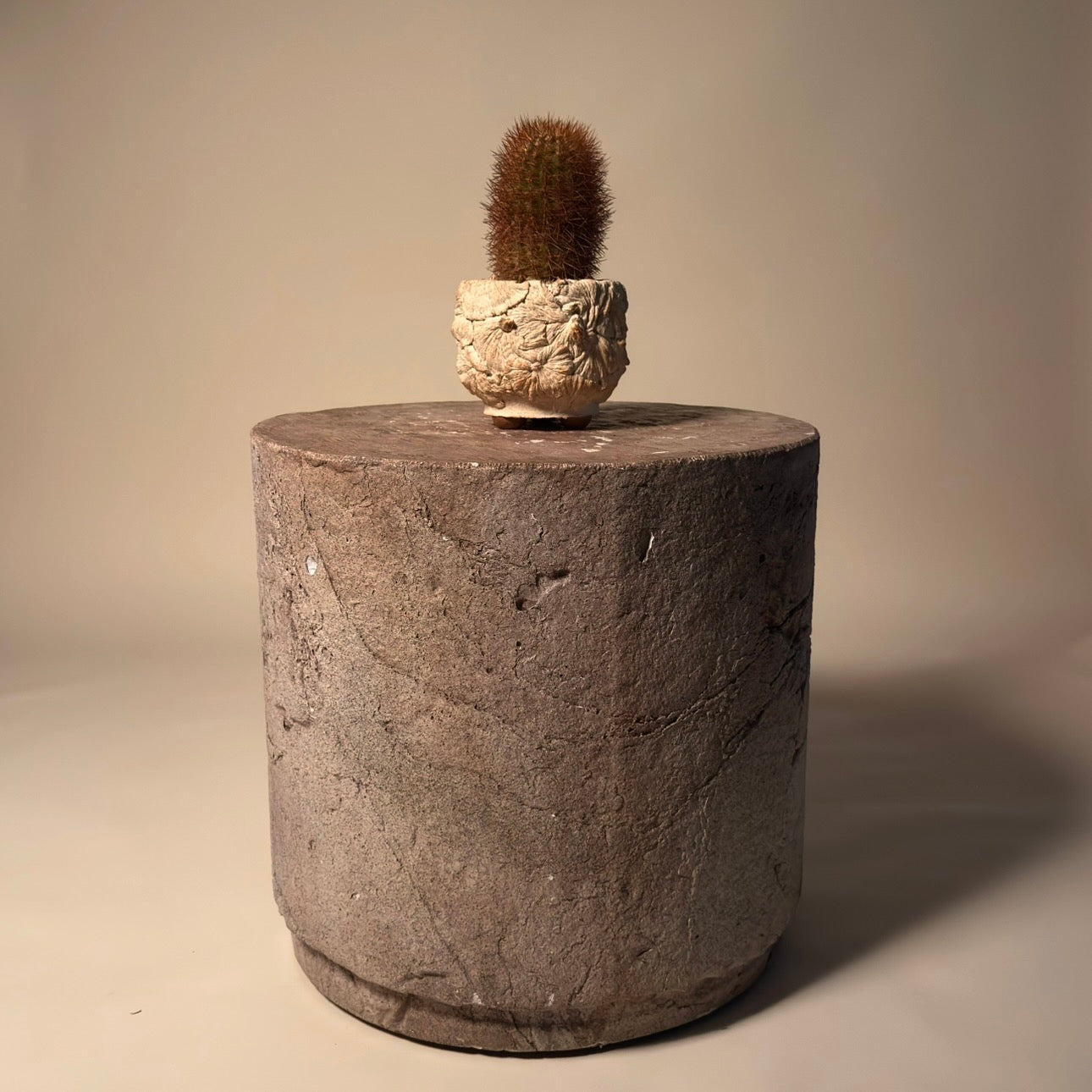 Parodia Aureicentra Cactus in Hand Crafted Ceramic Vessel