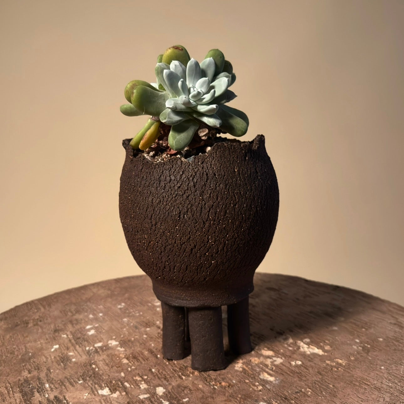 Dudleya Pachyphytum Cactus in Hand Crafted Ceramic Vessel