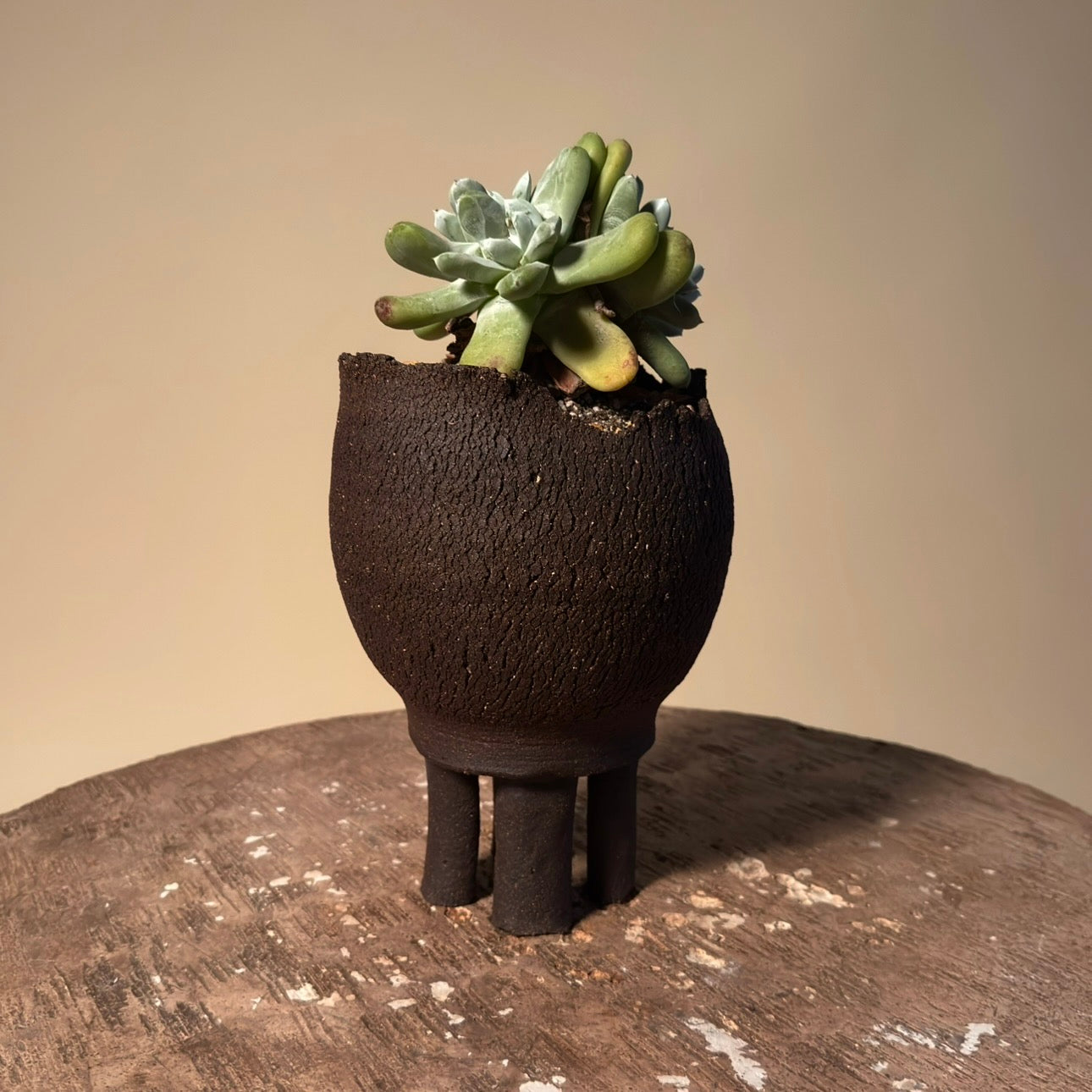 Dudleya Pachyphytum Cactus in Hand Crafted Ceramic Vessel