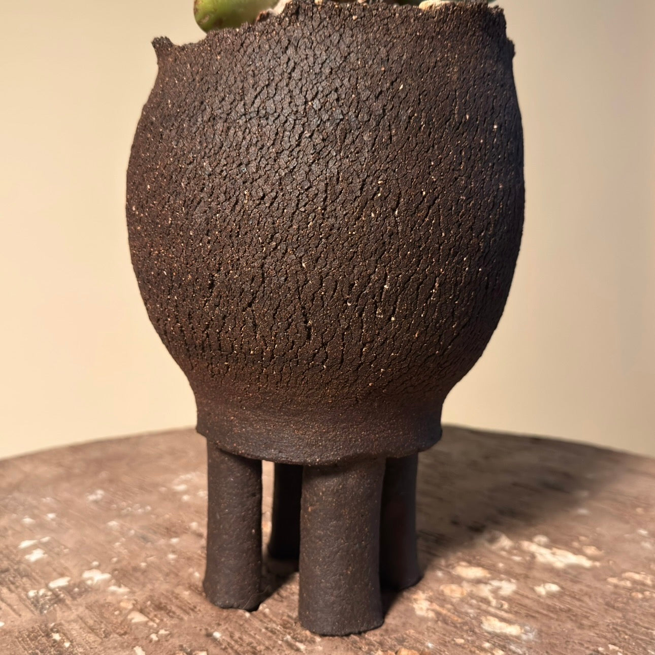 Dudleya Pachyphytum Cactus in Hand Crafted Ceramic Vessel