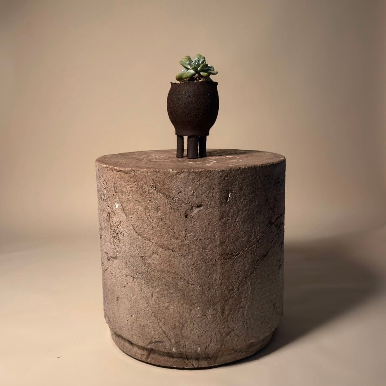 Dudleya Pachyphytum Cactus in Hand Crafted Ceramic Vessel