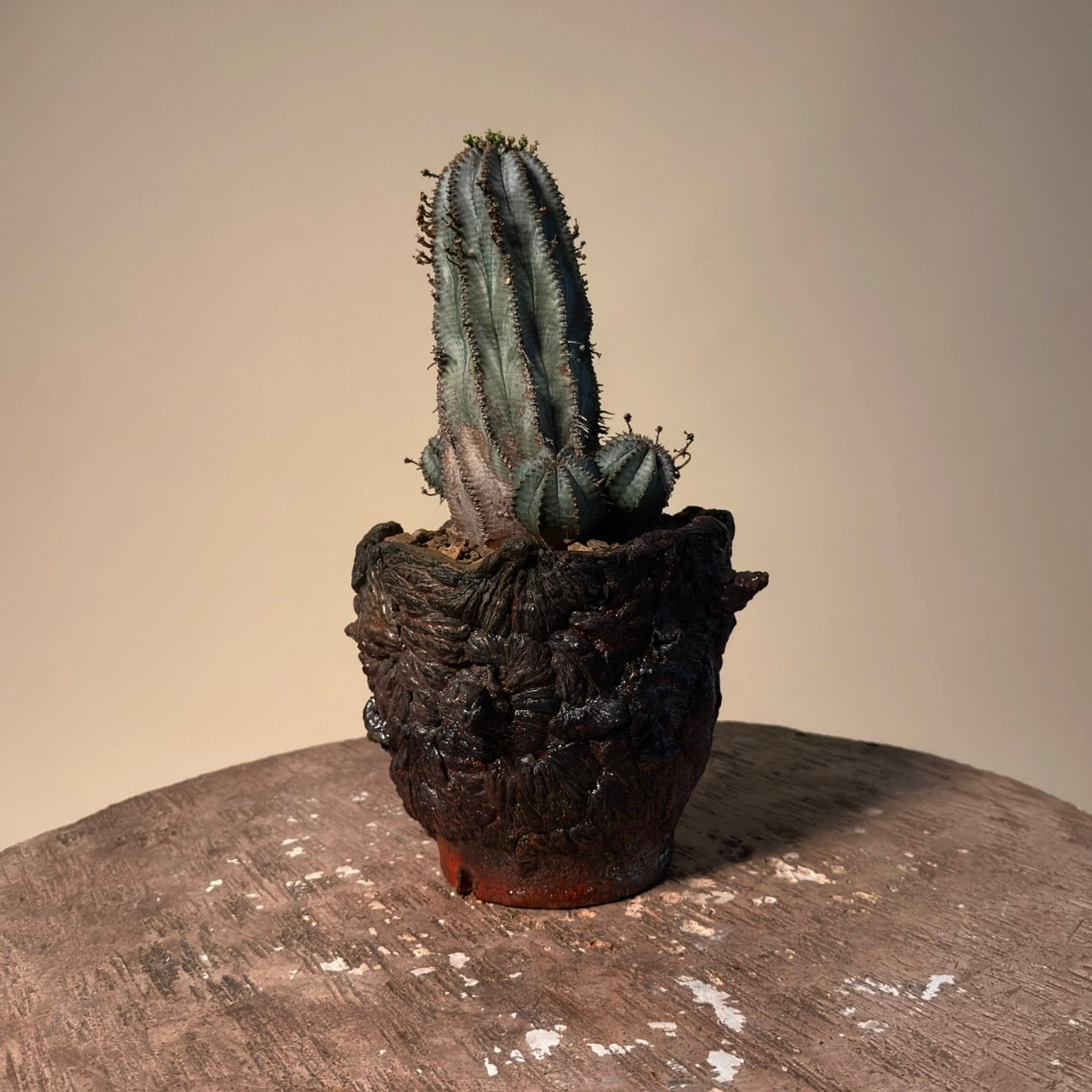 Euphorbia Polygona Cactus in Hand Crafted Ceramic Vessel