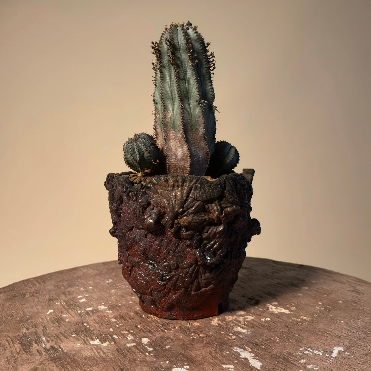 Euphorbia Polygona Cactus in Hand Crafted Ceramic Vessel