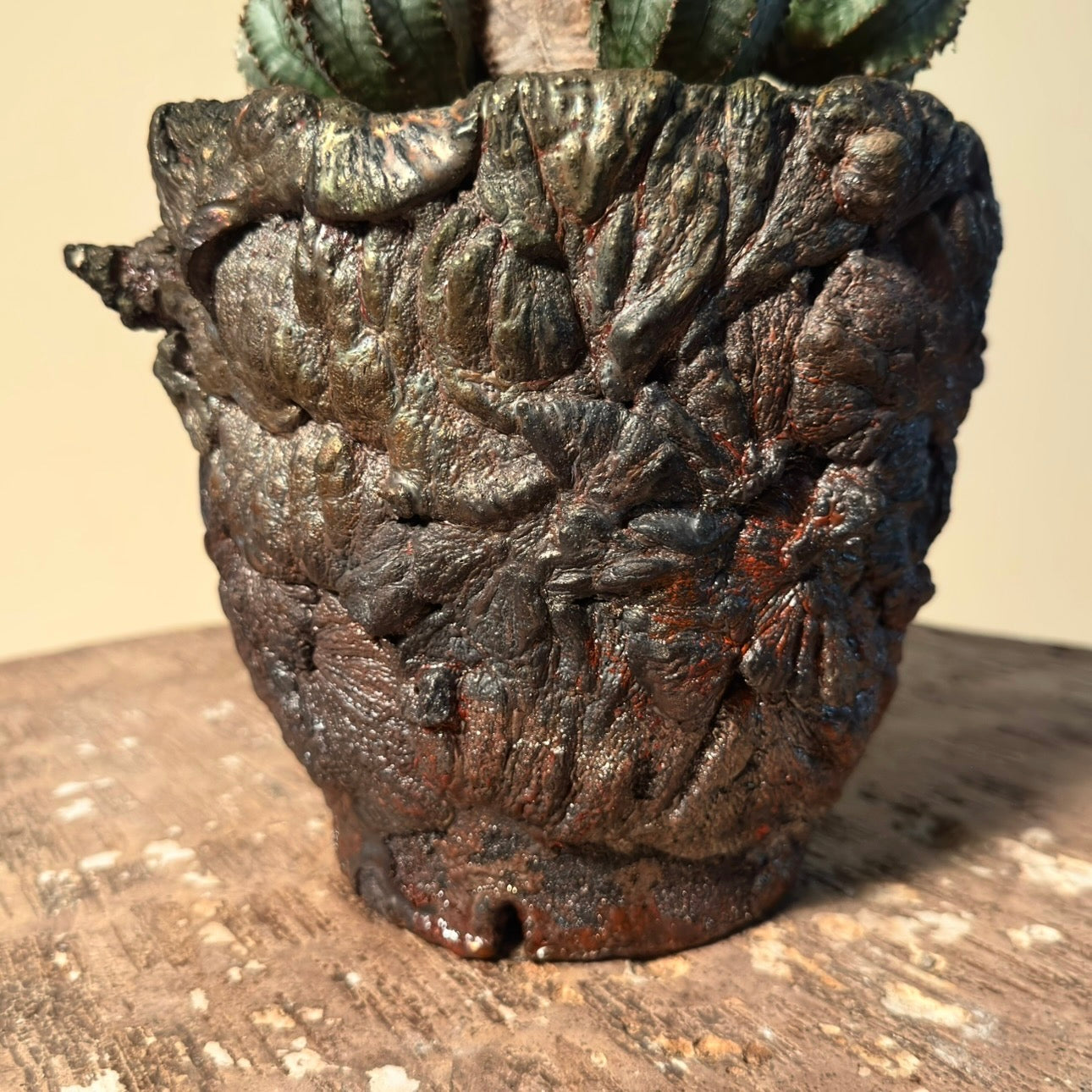 Euphorbia Polygona Cactus in Hand Crafted Ceramic Vessel