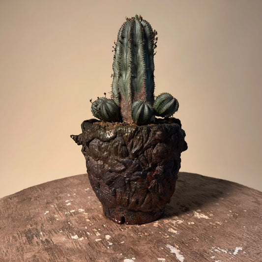 Euphorbia Polygona Cactus in Hand Crafted Ceramic Vessel