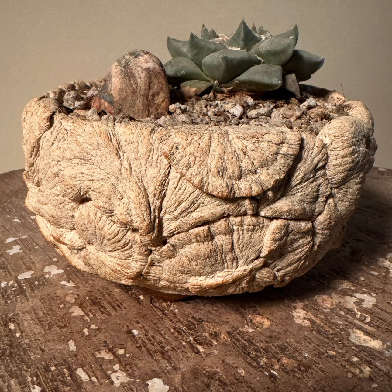Ariocarpus Retusus Cactus in Hand Crafted Ceramic Vessel