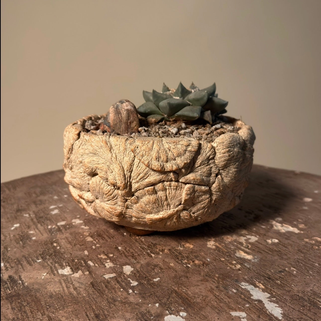 Ariocarpus Retusus Cactus in Hand Crafted Ceramic Vessel