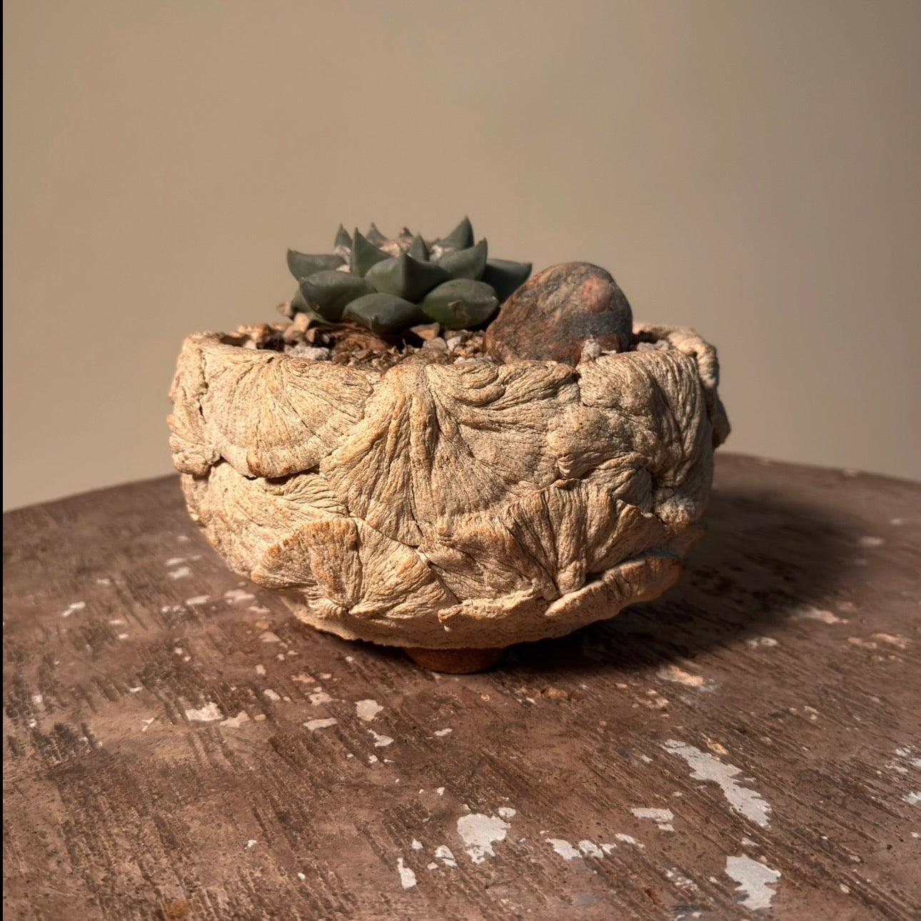 Ariocarpus Retusus Cactus in Hand Crafted Ceramic Vessel