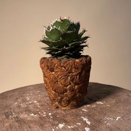 Agave Oteroi Cactus in Hand Crafted Ceramic Vessel