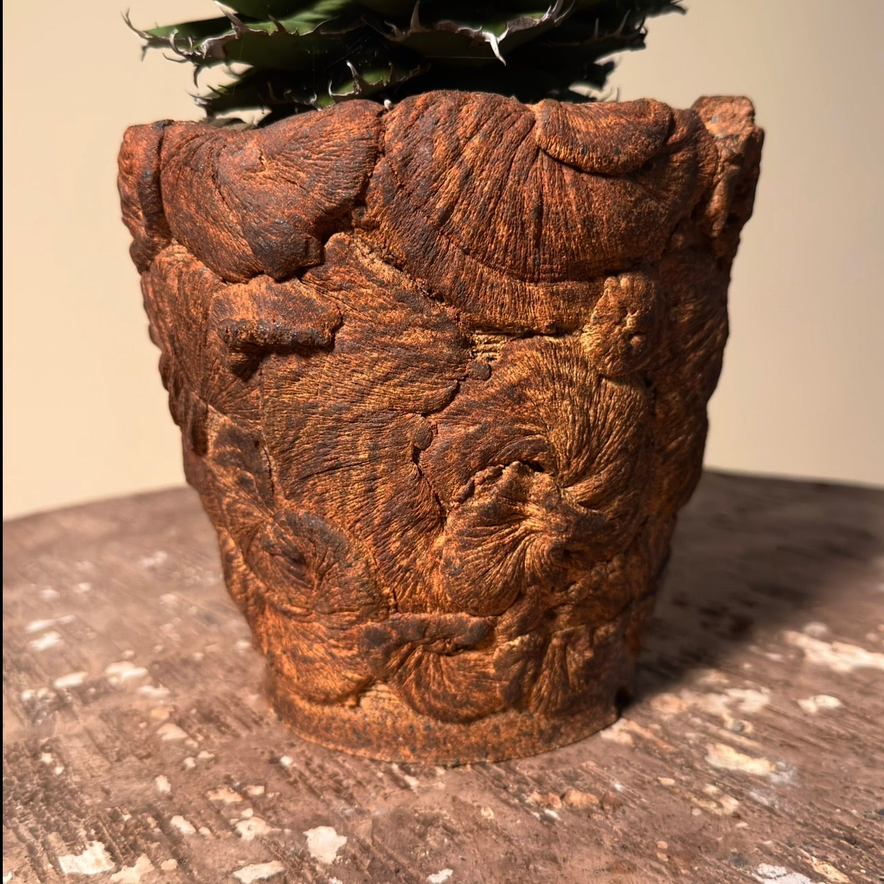 Agave Oteroi Cactus in Hand Crafted Ceramic Vessel