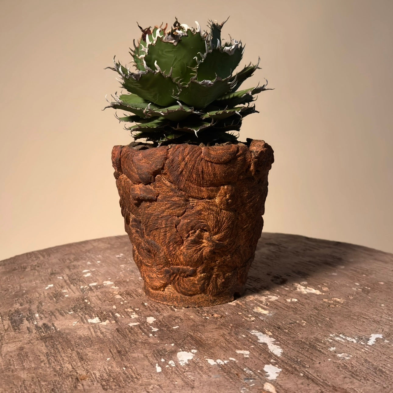 Agave Oteroi Cactus in Hand Crafted Ceramic Vessel