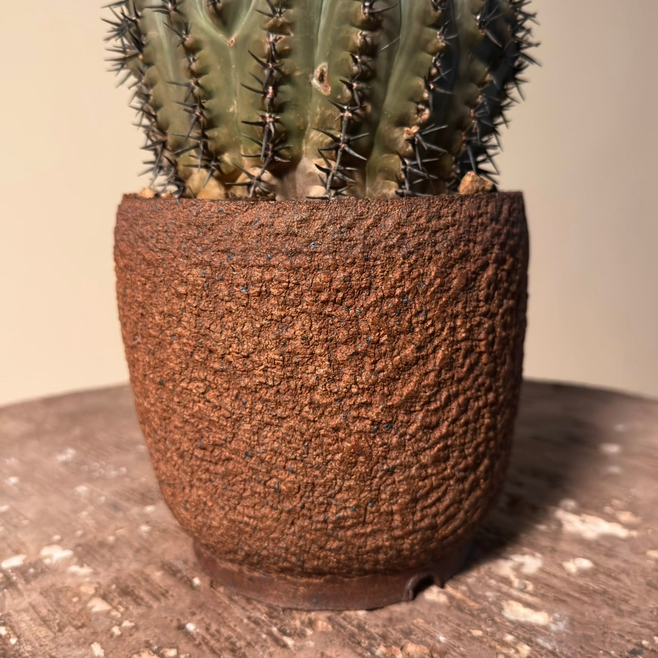 Gymnocalycium Bodenbenderanium Cactus In Vessel