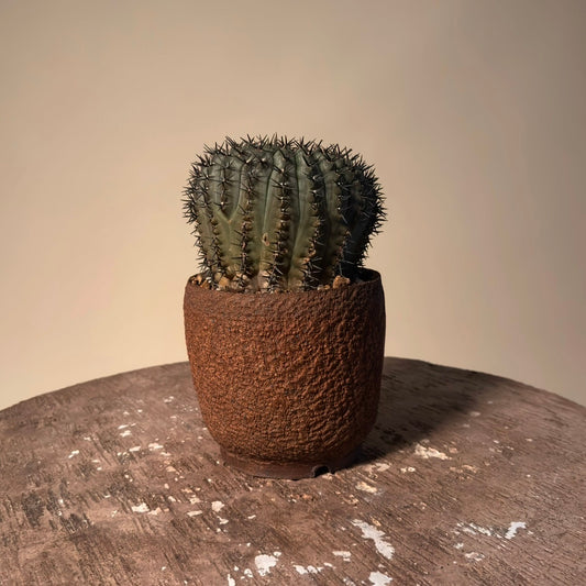 Gymnocalycium Bodenbenderanium Cactus In Vessel