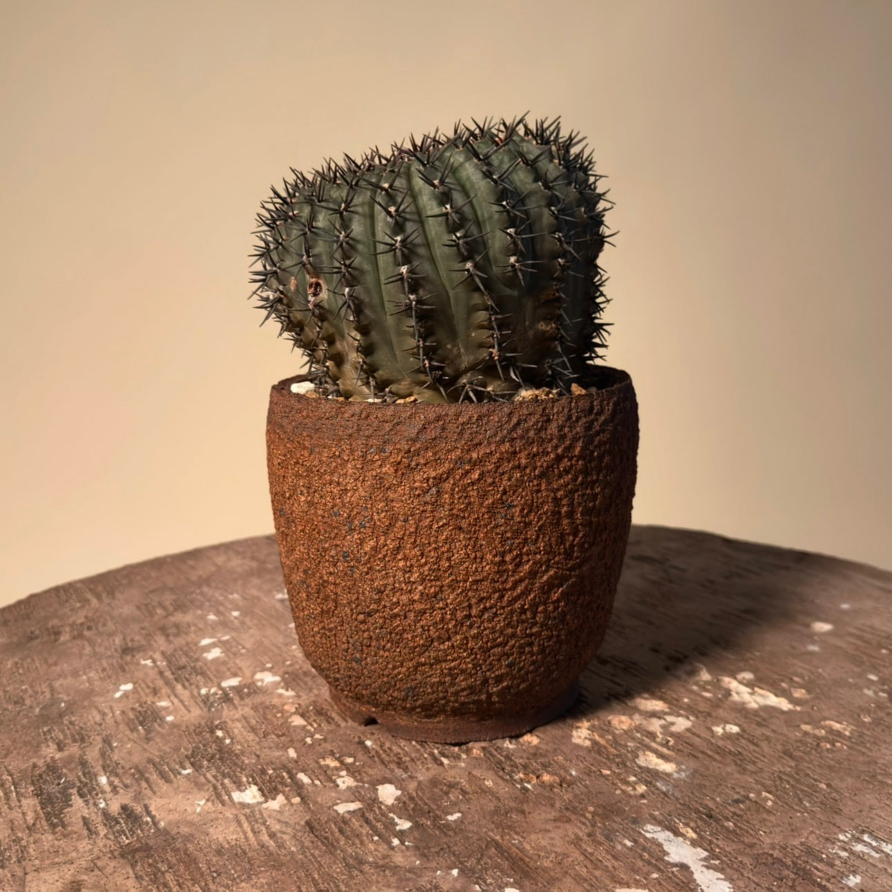 Gymnocalycium Bodenbenderanium Cactus In Vessel