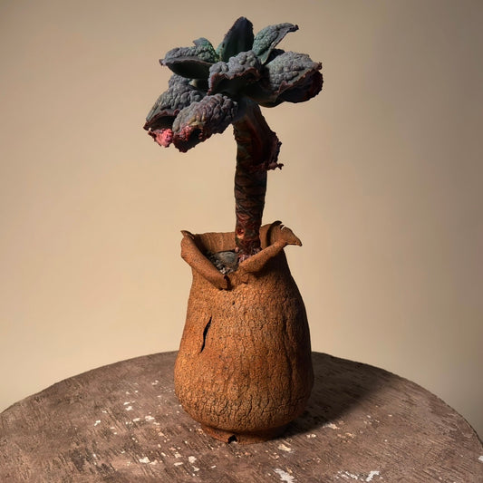 Echeveria Etna Cactus in Hand Crafted Ceramic Vessel
