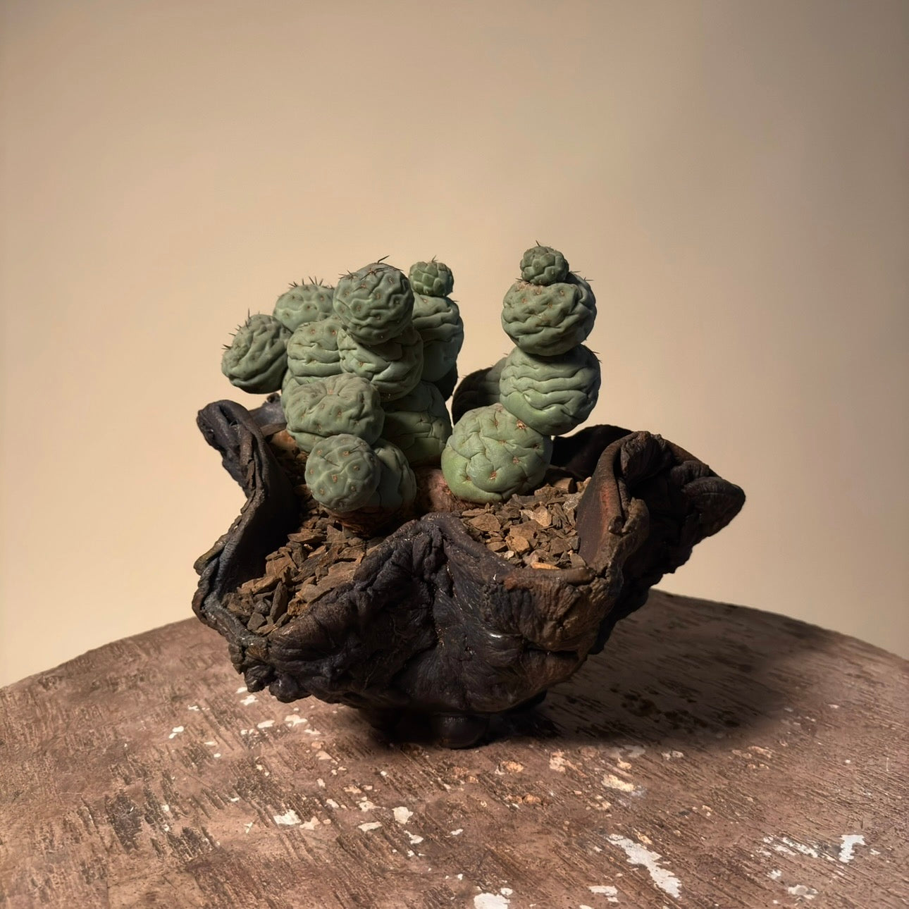 Tephrocactus Geometricus Cactus in Hand Crafted Ceramic Vessel