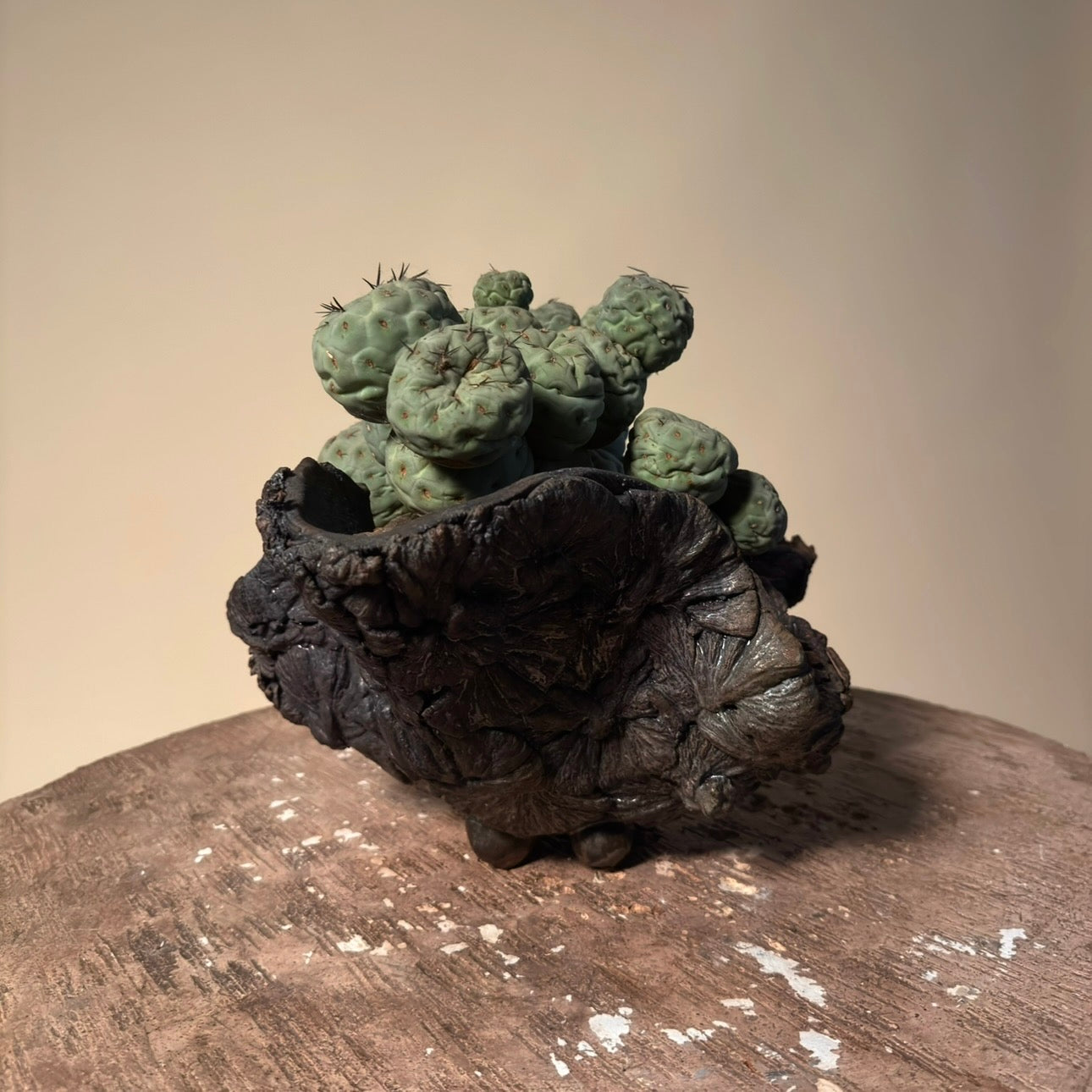 Tephrocactus Geometricus Cactus in Hand Crafted Ceramic Vessel