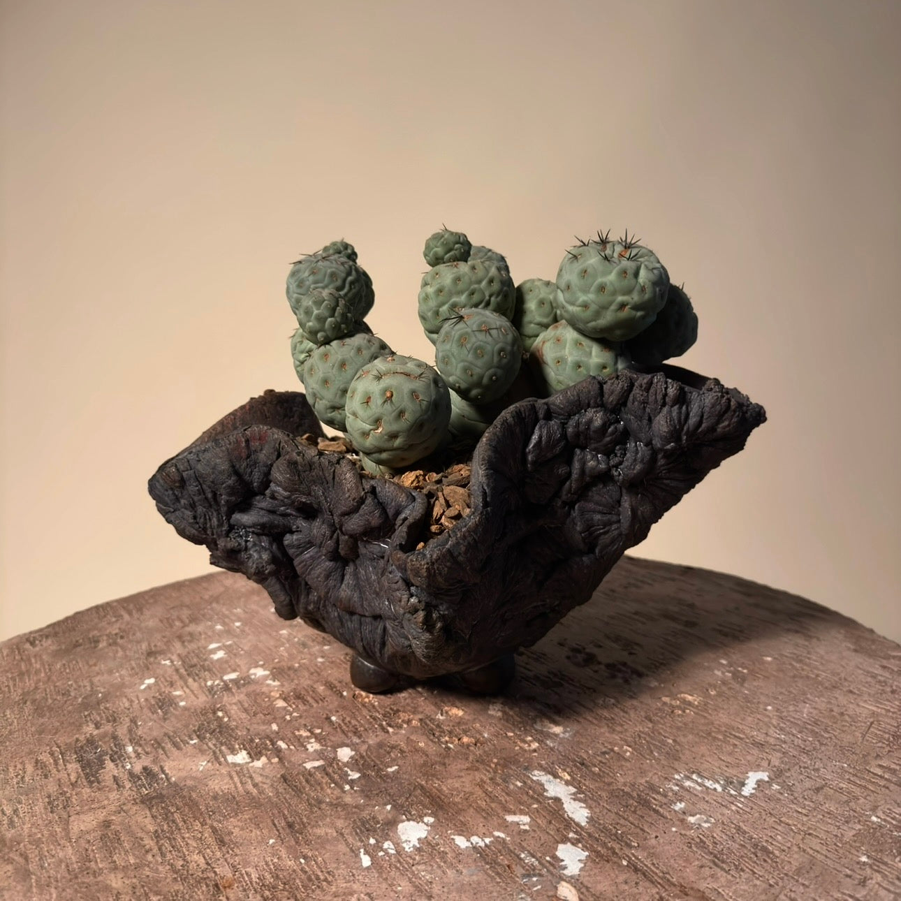 Tephrocactus Geometricus Cactus in Hand Crafted Ceramic Vessel