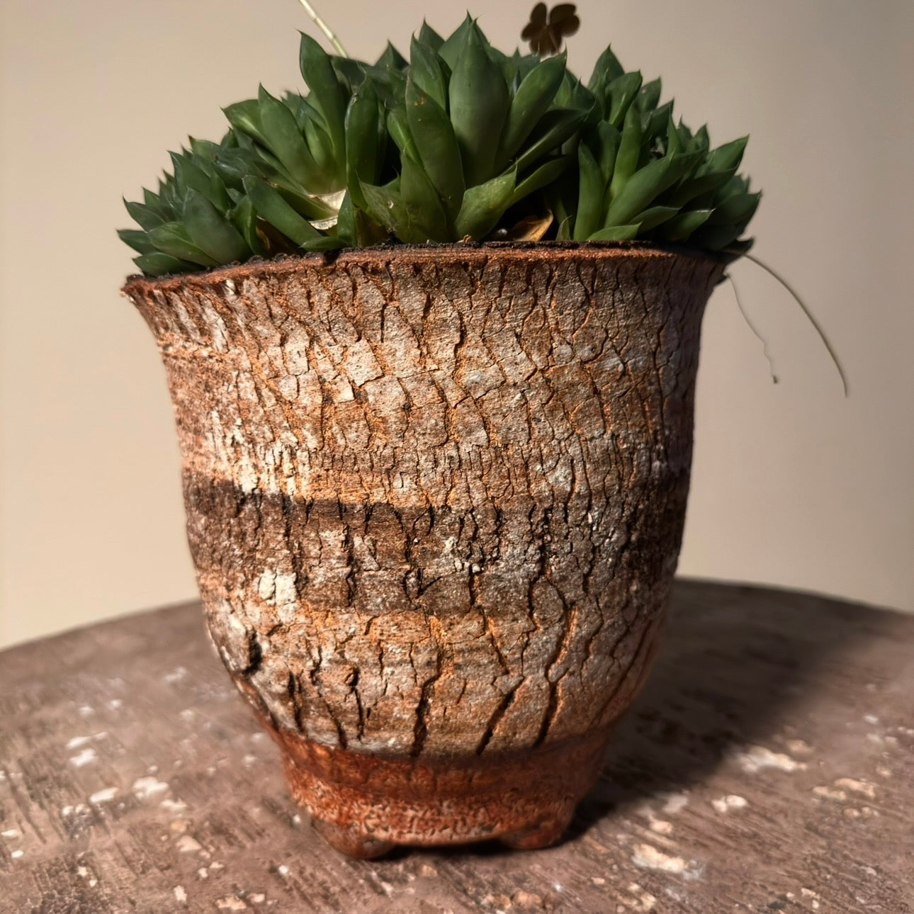 Haworthia Retusa Cluster Cactus in Hand Crafted Vessel