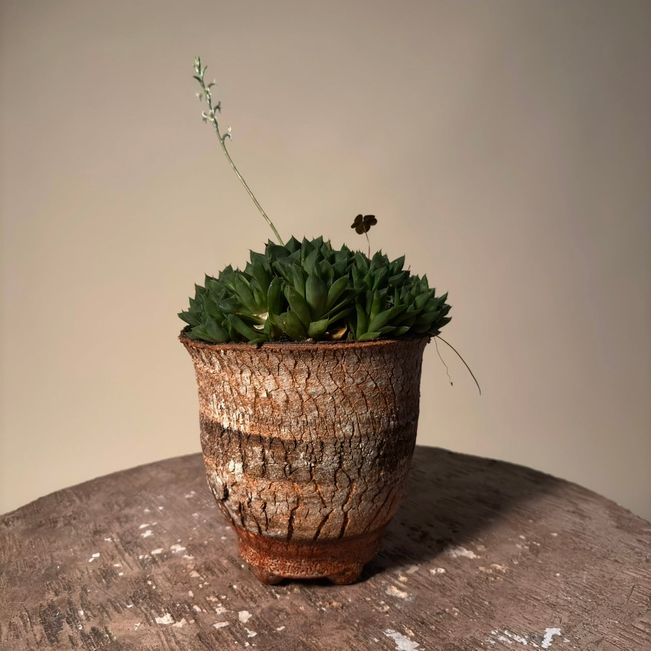 Haworthia Retusa Cluster Cactus in Hand Crafted Vessel