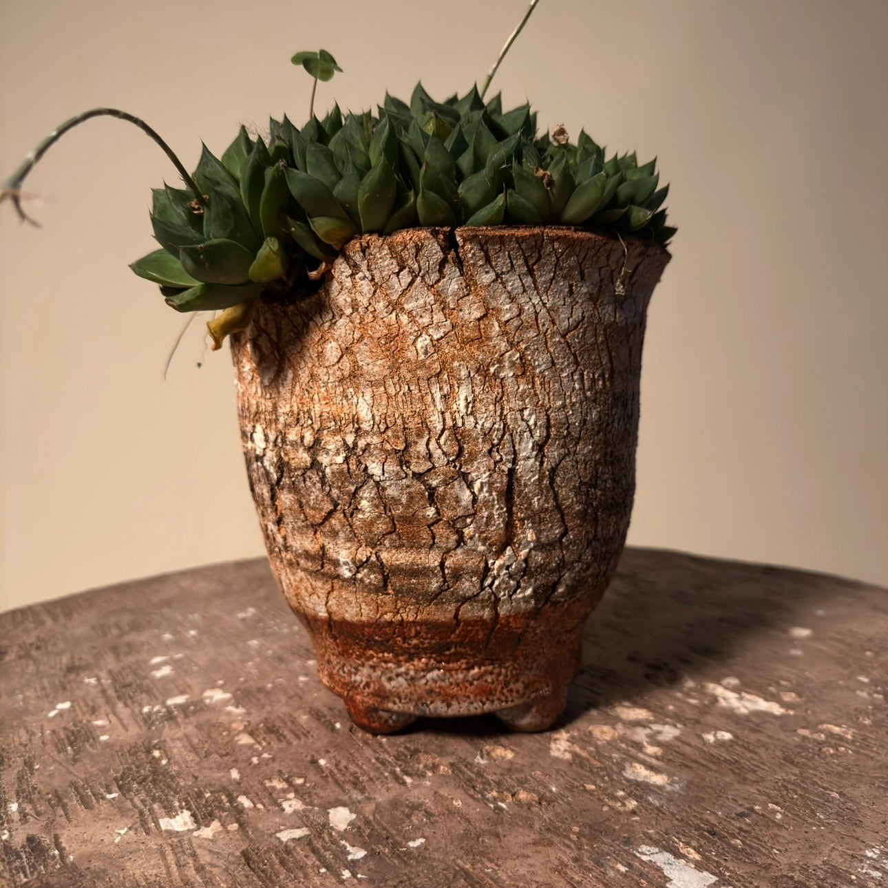 Haworthia Retusa Cluster Cactus in Hand Crafted Vessel