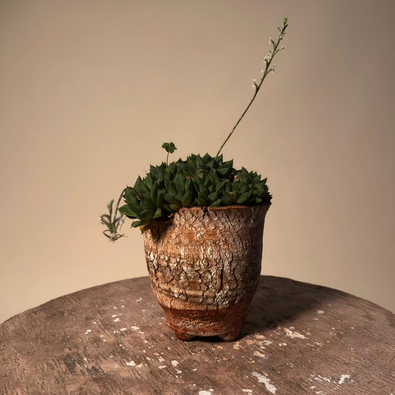 Haworthia Retusa Cluster Cactus in Hand Crafted Vessel