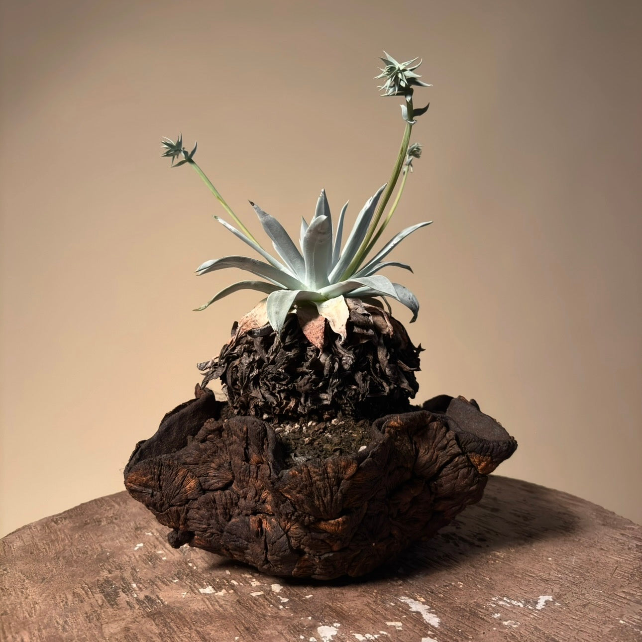 Dudleya Brittonii Cactus in Hand Crafted Ceramic Vessel