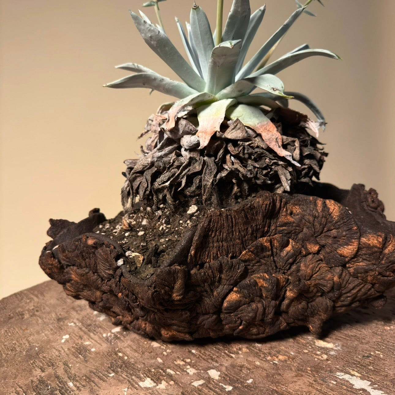 Dudleya Brittonii Cactus in Hand Crafted Ceramic Vessel