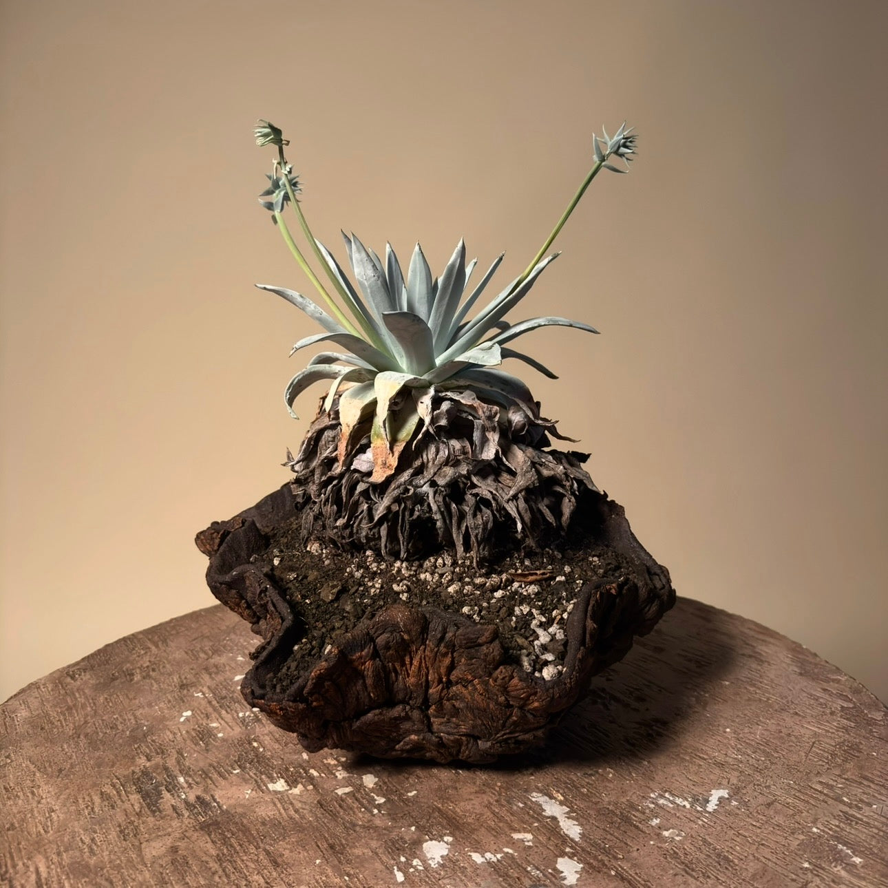 Dudleya Brittonii Cactus in Hand Crafted Ceramic Vessel