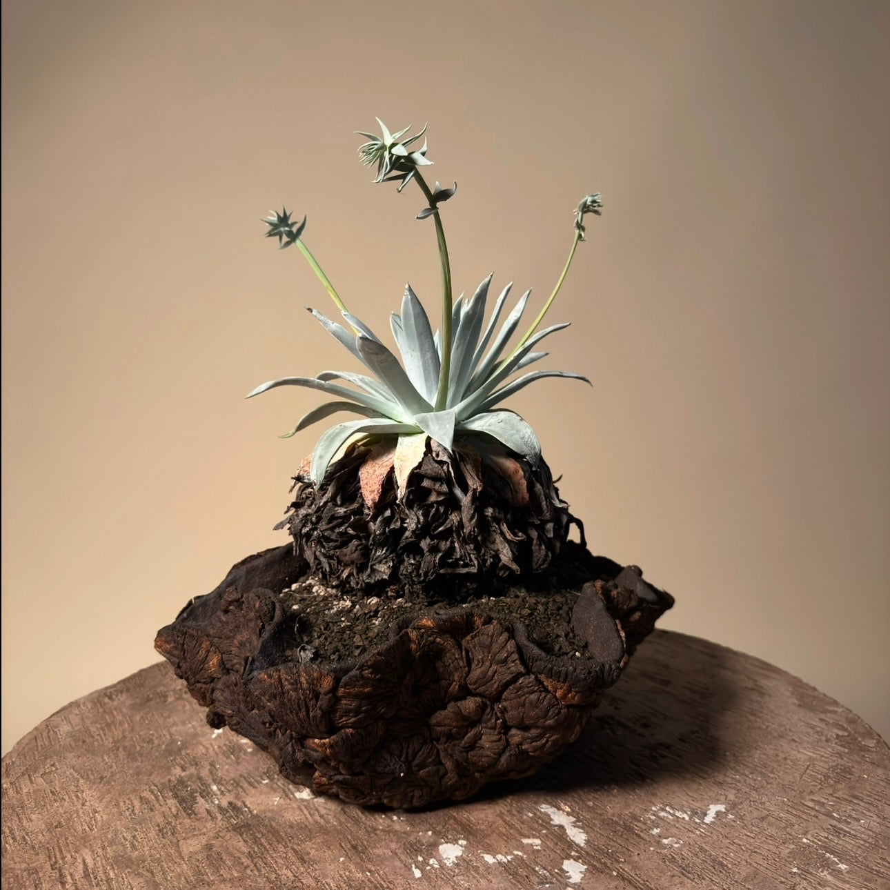 Dudleya Brittonii Cactus in Hand Crafted Ceramic Vessel