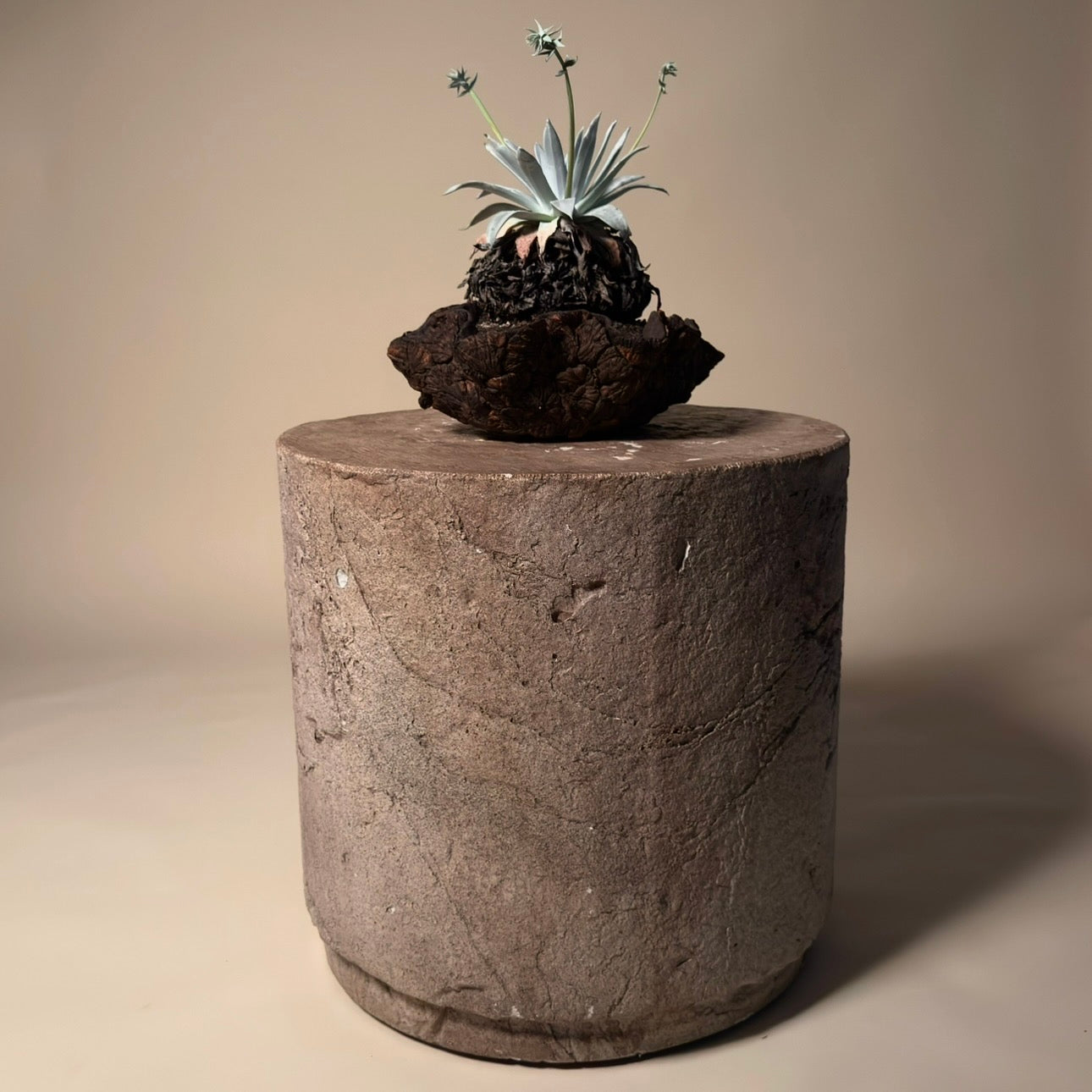 Dudleya Brittonii Cactus in Hand Crafted Ceramic Vessel