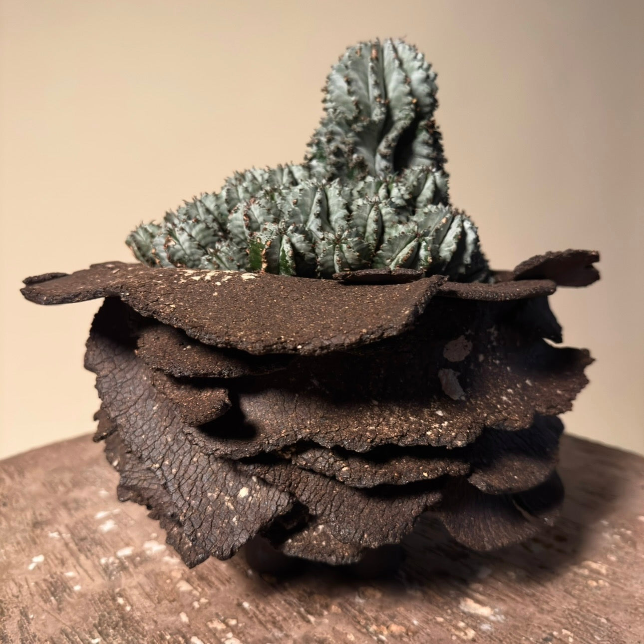 Euphorbia Horrida Cactus in Hand Crafted Ceramic Vessel