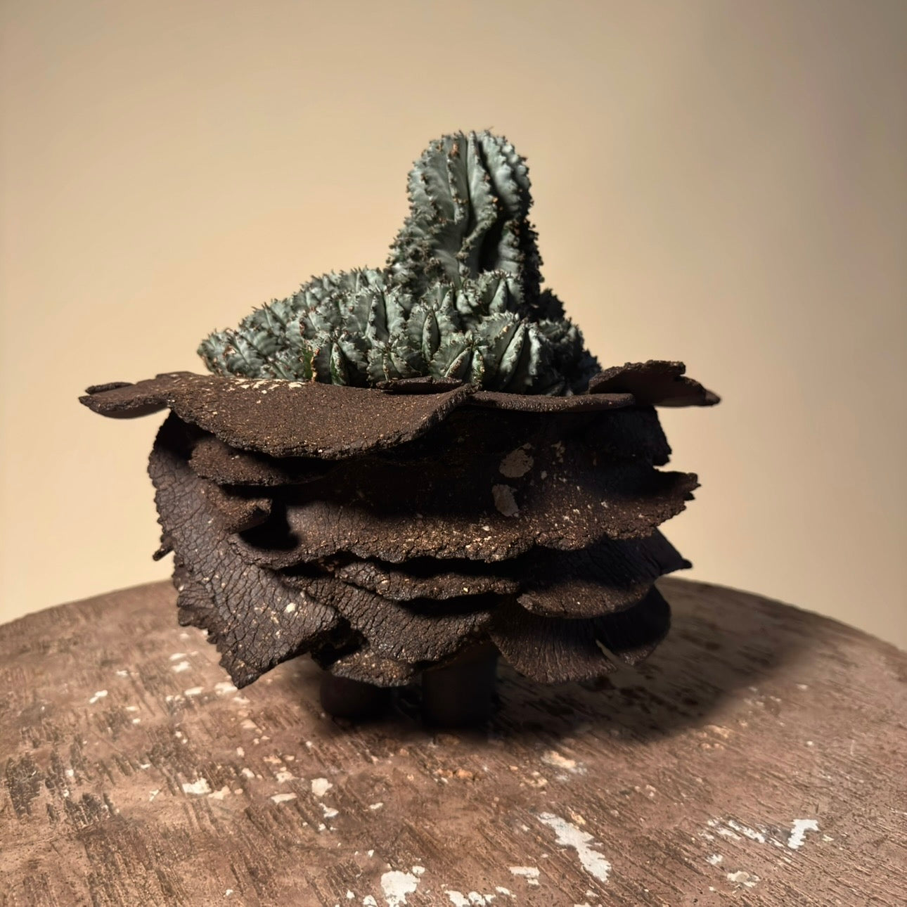 Euphorbia Horrida Cactus in Hand Crafted Ceramic Vessel