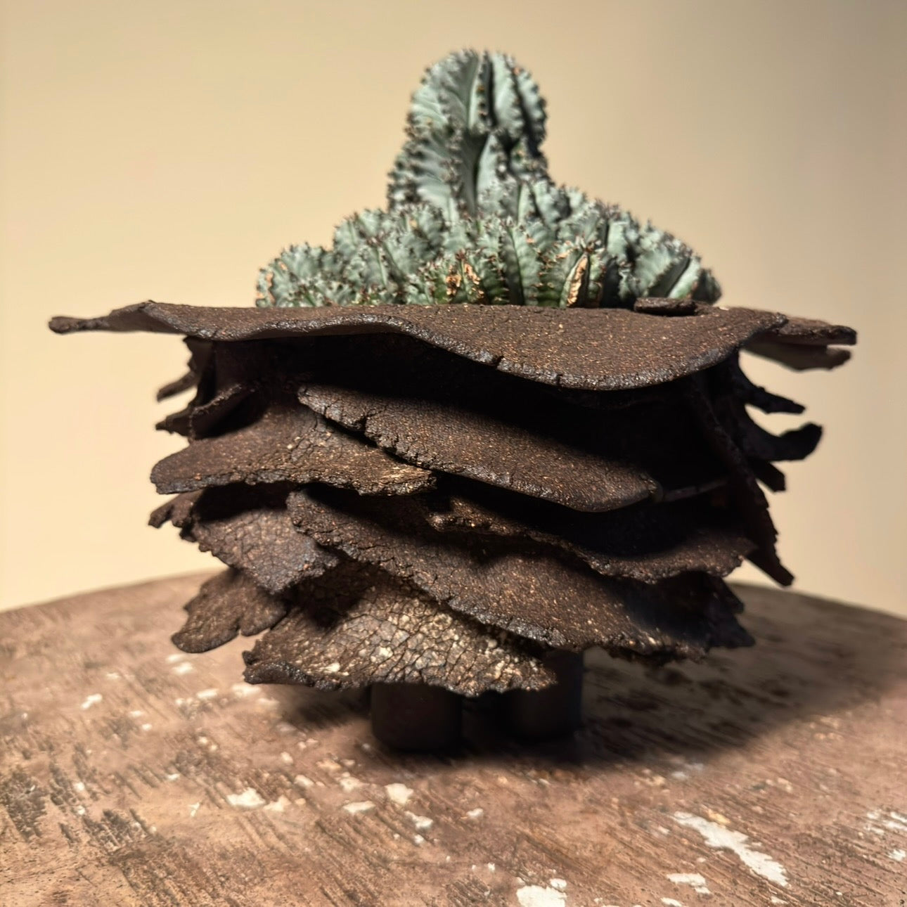 Euphorbia Horrida Cactus in Hand Crafted Ceramic Vessel