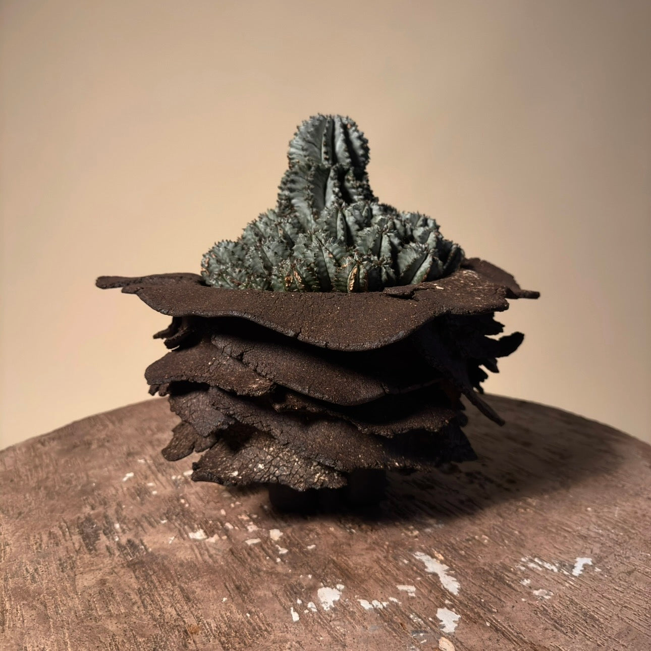 Euphorbia Horrida Cactus in Hand Crafted Ceramic Vessel