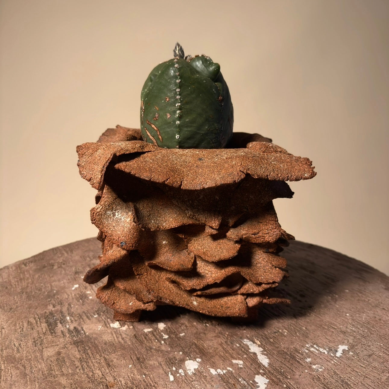 Astrophytum Cactus in Hand Crafted Ceramic Vessel