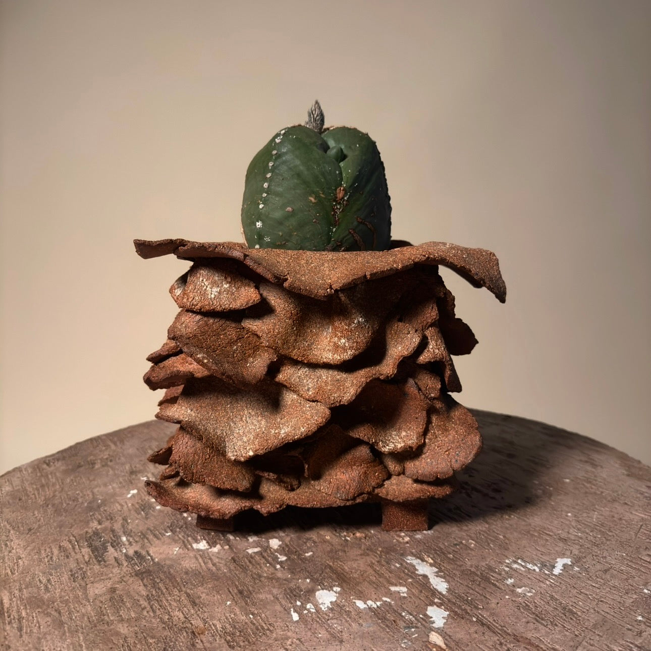 Astrophytum Cactus in Hand Crafted Ceramic Vessel