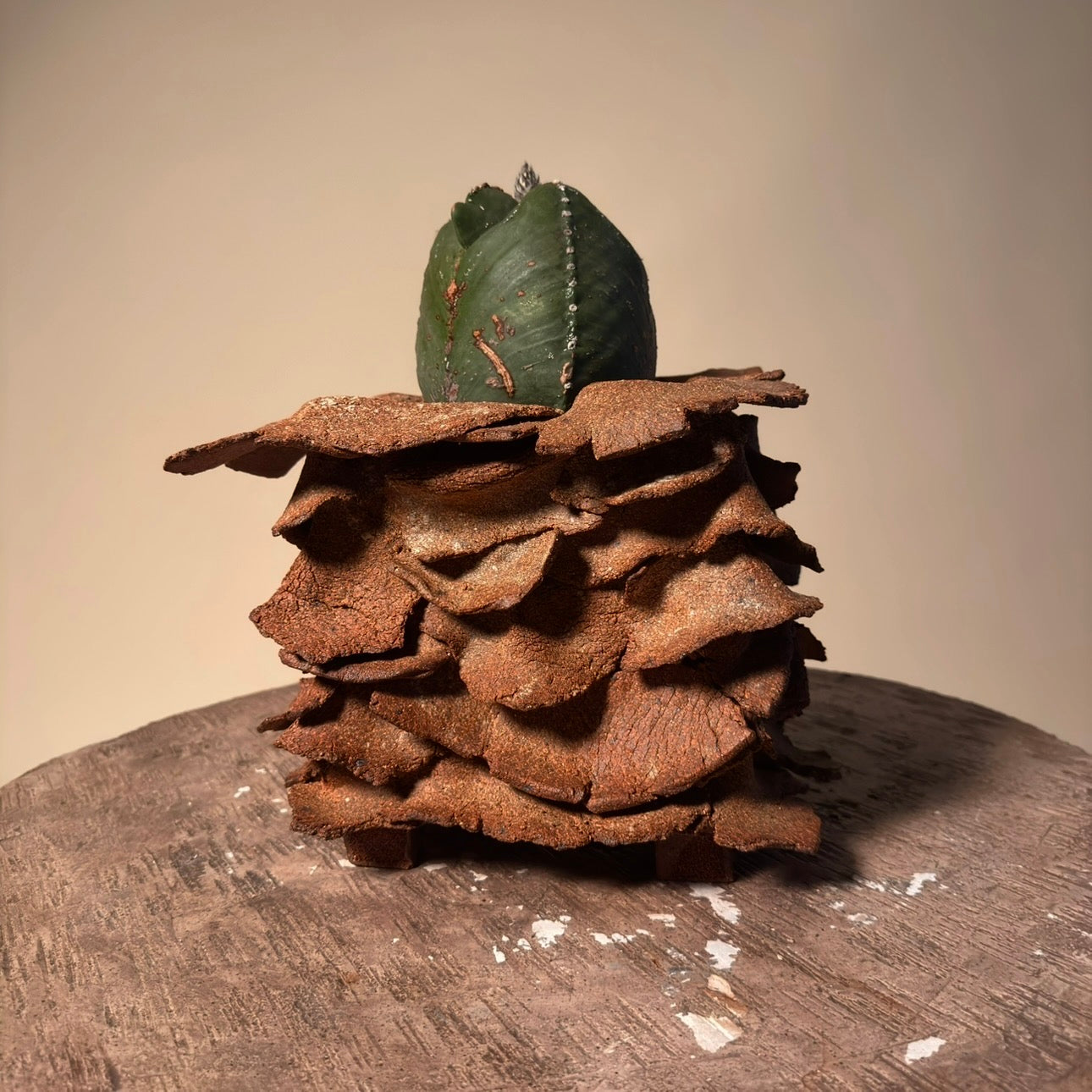 Astrophytum Cactus in Hand Crafted Ceramic Vessel