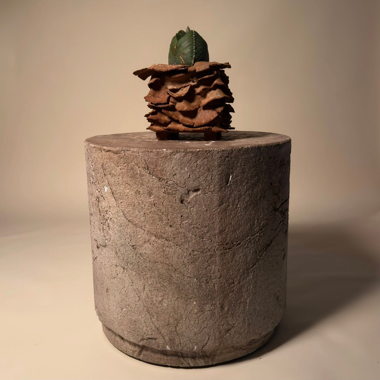 Astrophytum Cactus in Hand Crafted Ceramic Vessel