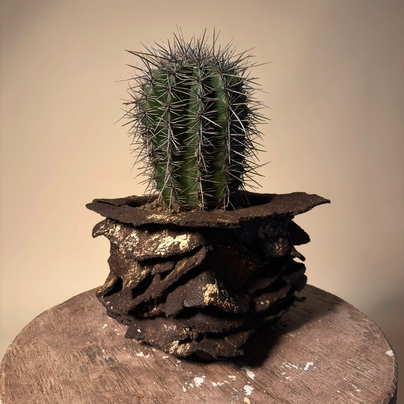 Saguaro (Carnegie's Gigantea) Cactus in Hand Crafted Ceramic Vessel