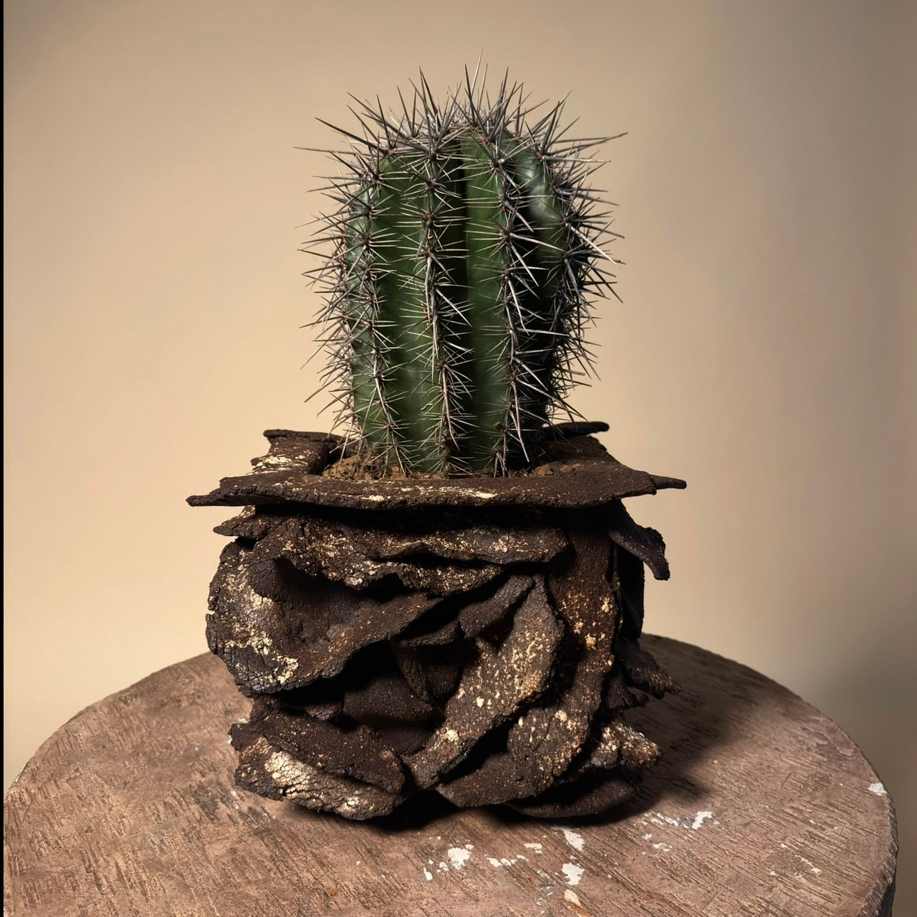 Saguaro (Carnegie's Gigantea) Cactus in Hand Crafted Ceramic Vessel