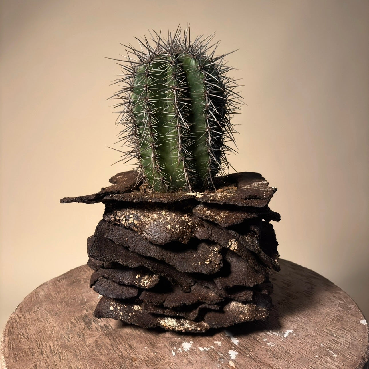 Saguaro (Carnegie's Gigantea) Cactus in Hand Crafted Ceramic Vessel