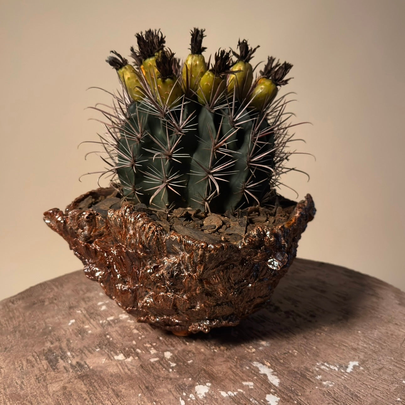 Ferocactus Gracilis v Coloratus in Hand Crafted Ceramic Vessel