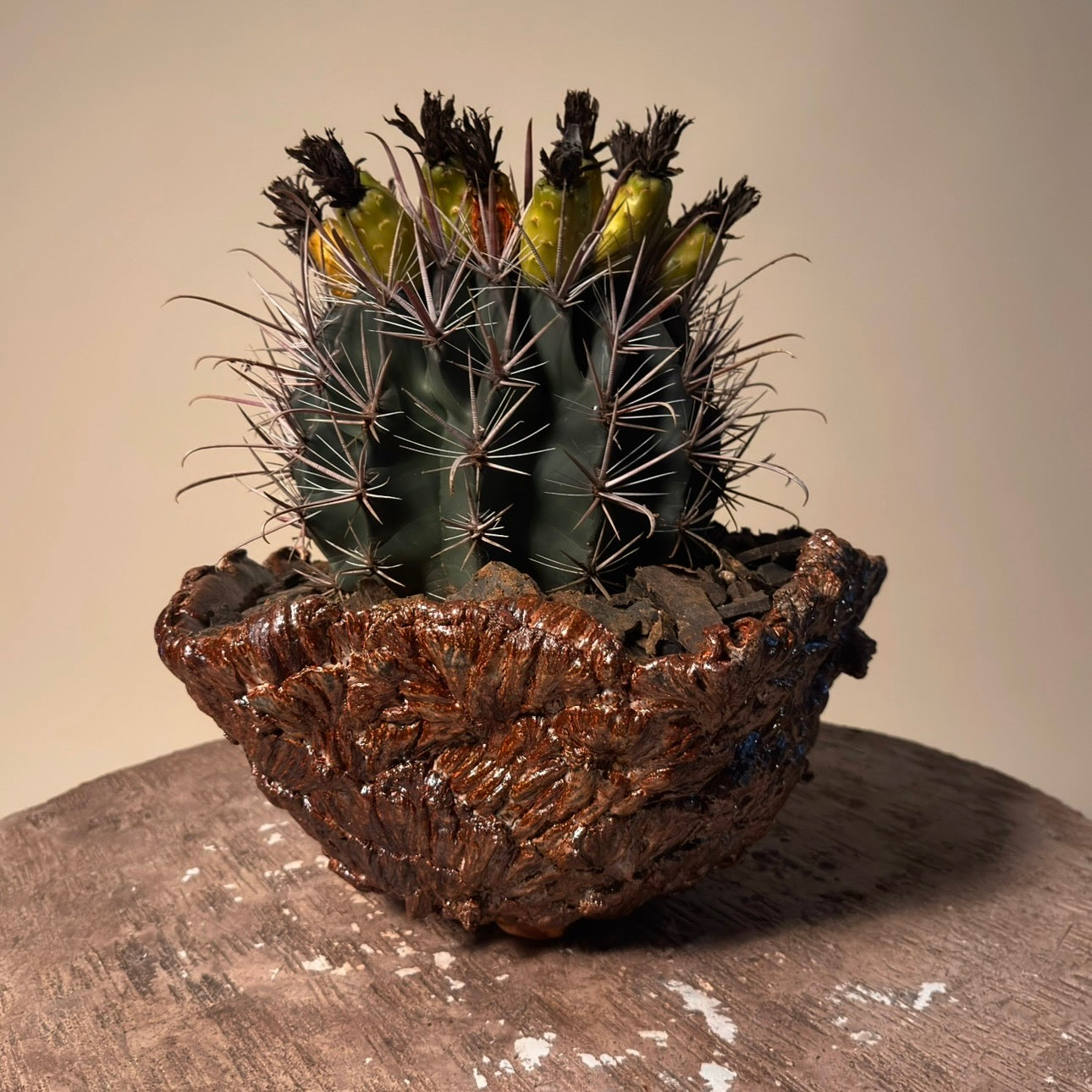 Ferocactus Gracilis v Coloratus in Hand Crafted Ceramic Vessel