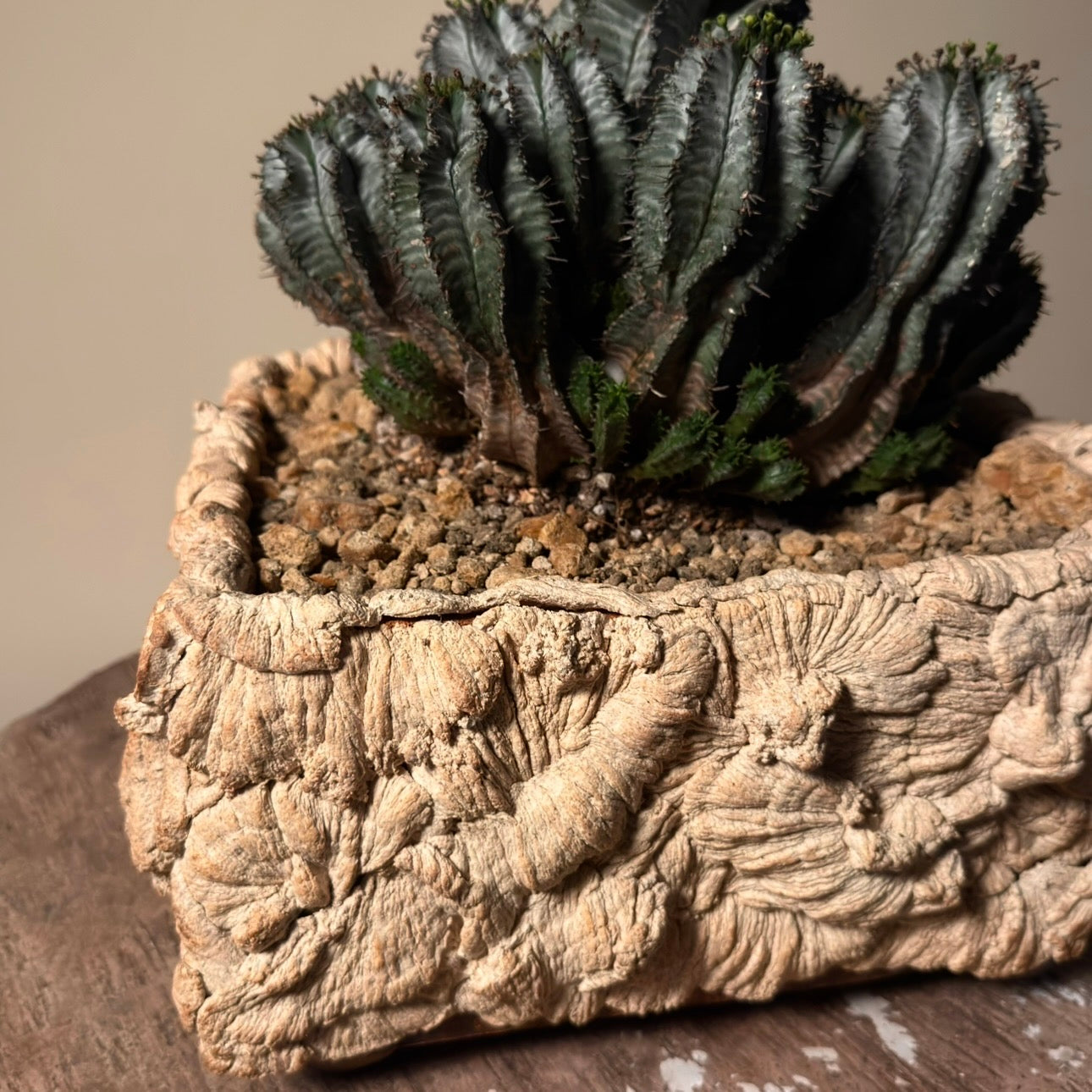 Euphorbia Horrida Cactus in Hand Crafted Ceramic Vessel
