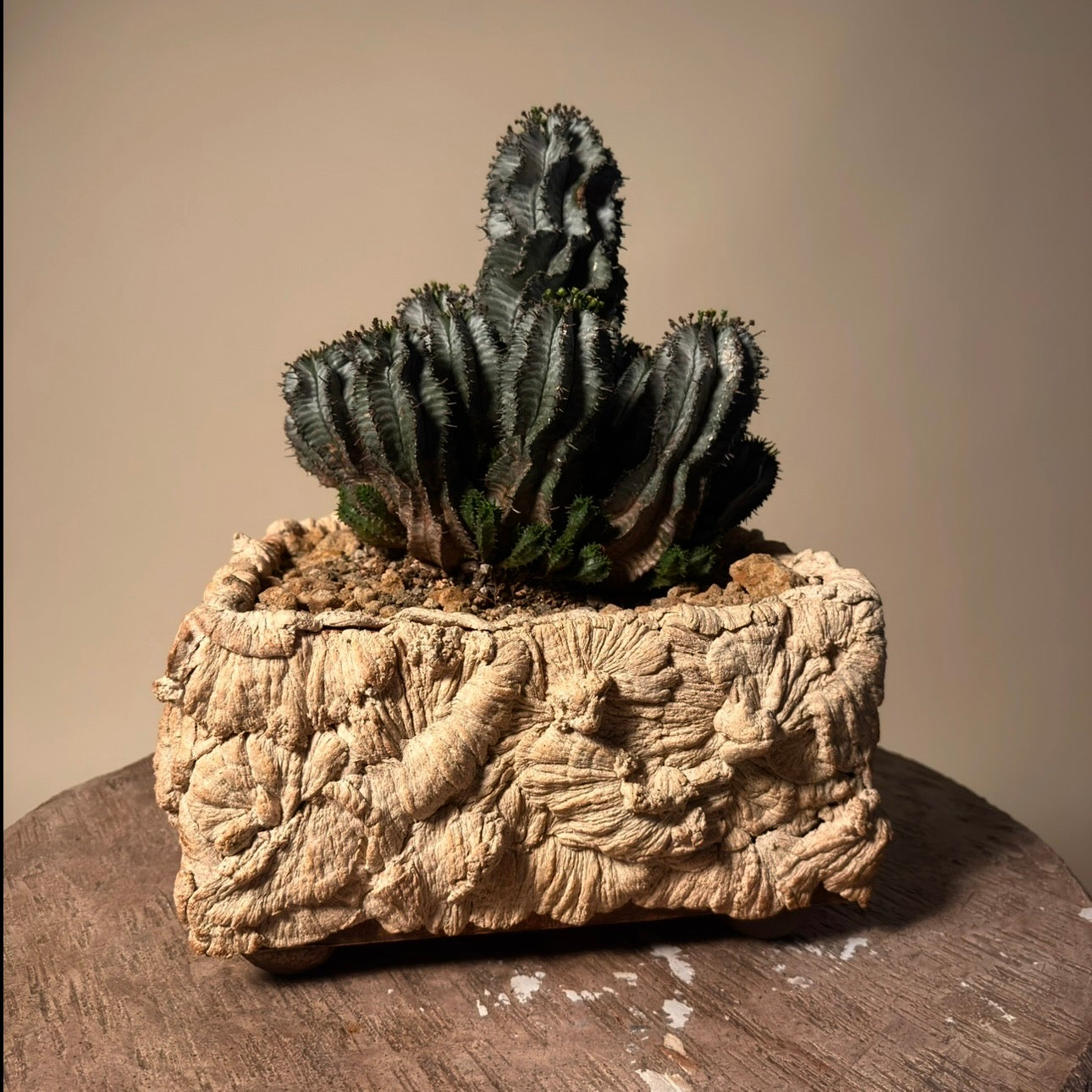 Euphorbia Horrida Cactus in Hand Crafted Ceramic Vessel