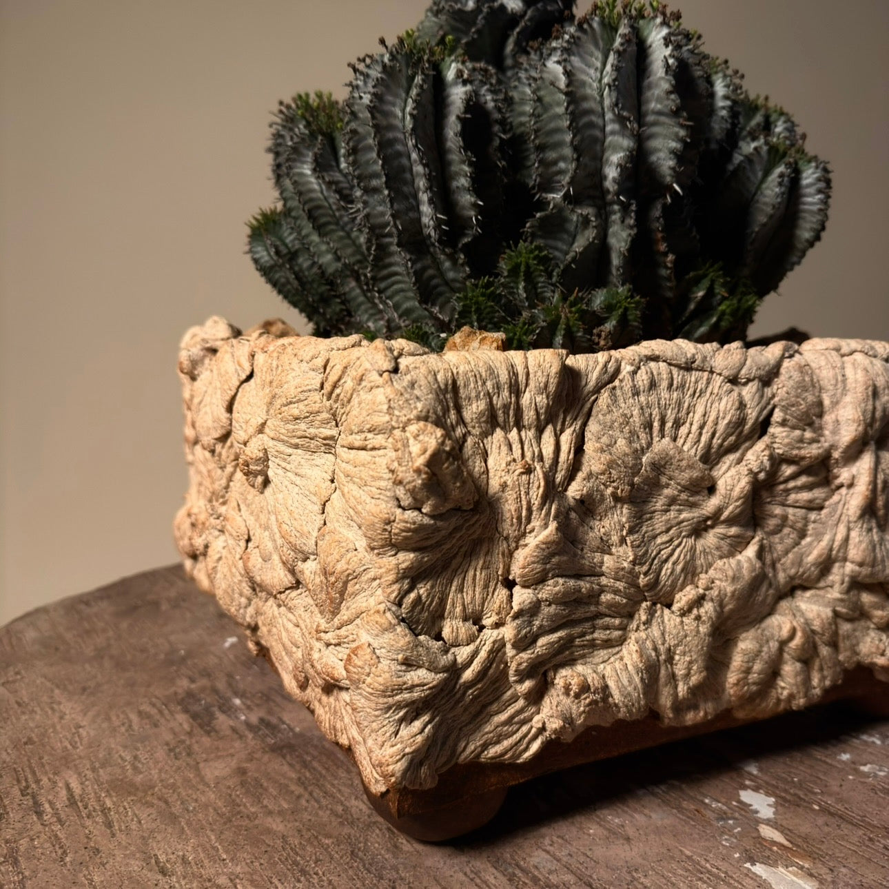 Euphorbia Horrida Cactus in Hand Crafted Ceramic Vessel