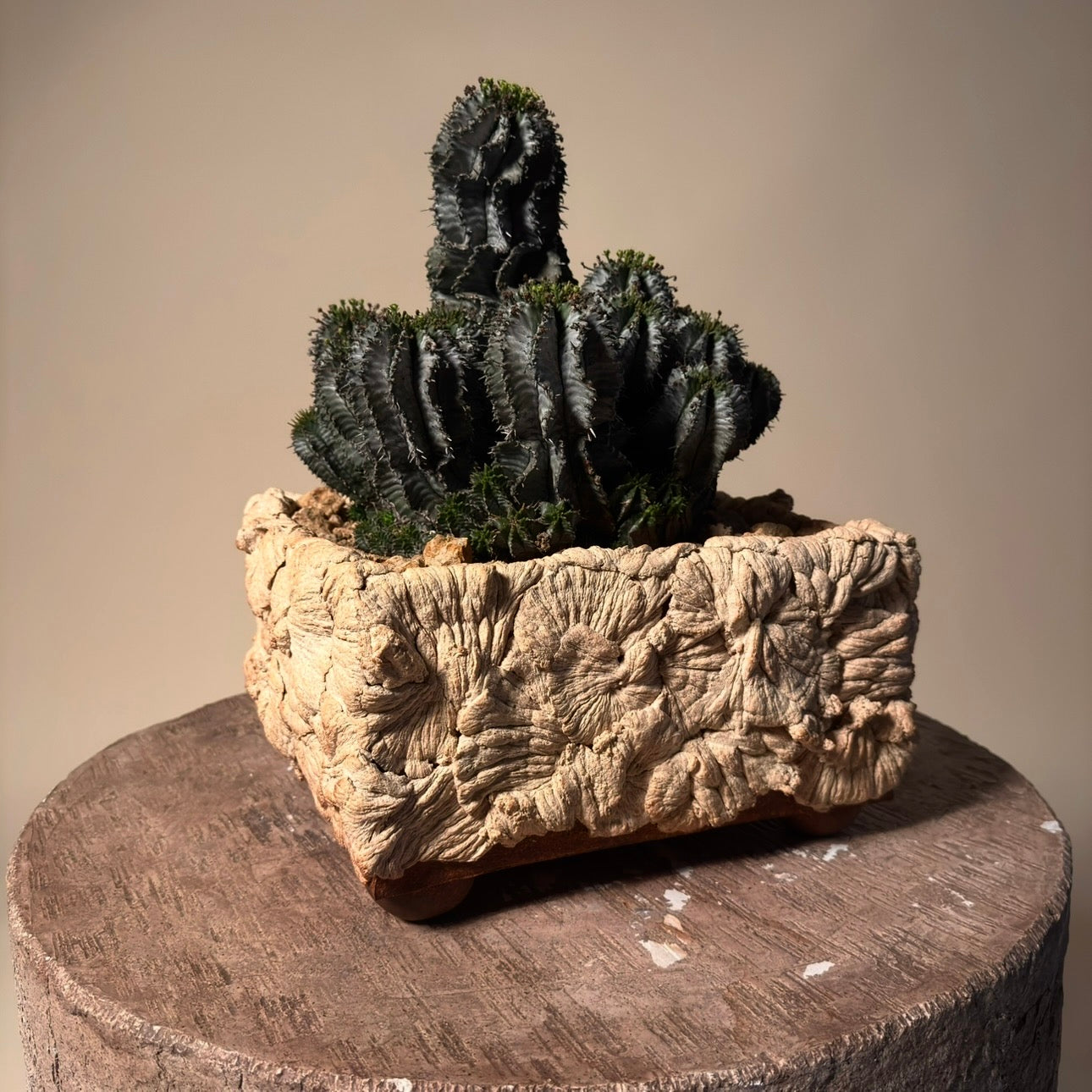 Euphorbia Horrida Cactus in Hand Crafted Ceramic Vessel