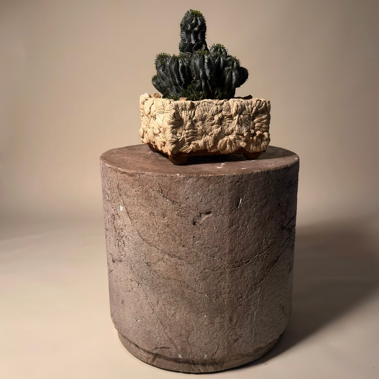 Euphorbia Horrida Cactus in Hand Crafted Ceramic Vessel